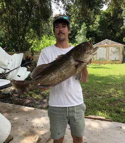 Gag grouper catch displayed in Palmetto Florida backyard fishing scene