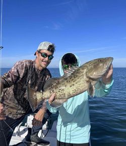 Large gag grouper being held on fishing boat in Palmetto FL waters