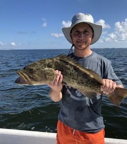 Gag grouper caught while fishing in Palmetto FL waters
