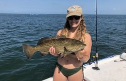 Gag grouper caught fishing in Palmetto FL waters
