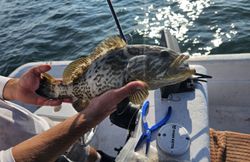 Gag grouper caught while fishing in Palmetto FL waters