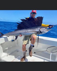 Atlantic sailfish caught offshore Bridge FL showing distinctive dorsal fin