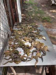 Fishing in TX