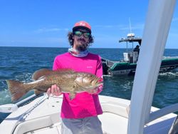 Gag grouper caught while fishing in Spring Hill FL waters