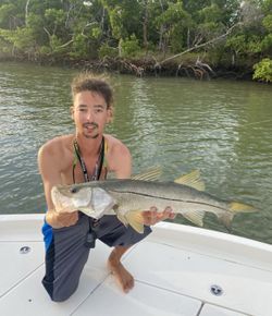 A snook, a large saltwater fish, caught while fishing in Naples, Florida.