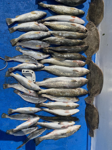 8 spotted weakfish and summer flounder caught fishing in AL