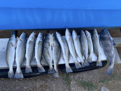 6 Black Drum, Spotted Weakfish, Spotted Weakfish, Spotted Weakfish, Spotted Weakfish, Spotted Weakfish caught while fishing in AL