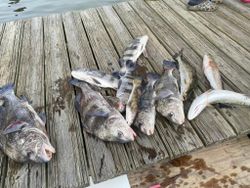8 huge black drum fish caught while fishing in Gulf Shores