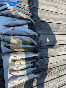 6 fish caught in Gulf Shores