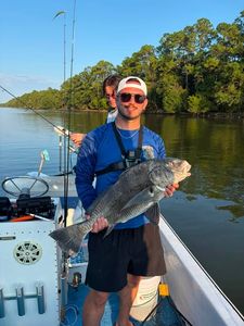 Black drum catch on fishing boat in Gulf Shores Alabama waters