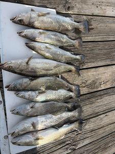 Fresh caught speckled trout displayed on boat deck in Gulf Shores AL