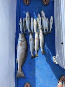 A school of 8 redfish and spotted weakfish in the waters of Gulf Shores