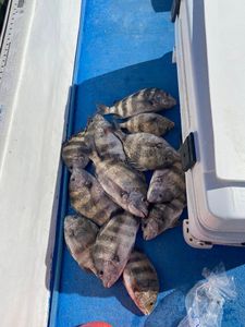 5 sheepshead and black drum fish caught in AL