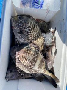 Two sheepshead fish caught in Gulf Shores