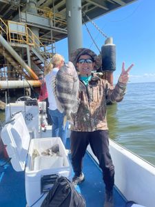 Sheepshead fish caught in Gulf Shores