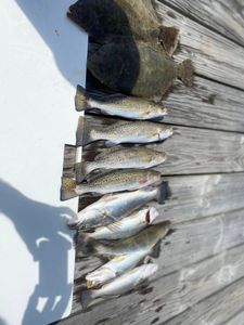 Spotted Weakfish caught in Gulf Shores