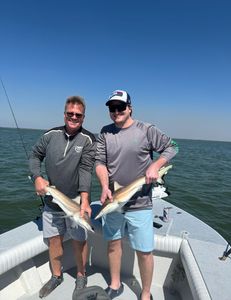 Two Sandbar Sharks, 12 inches long, caught while fishing in Cape Coral