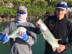 Two snook and crevalle jack fish caught in FL