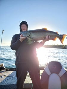 Photograph of a 34-inch rainbow trout caught while fishing in Lockport