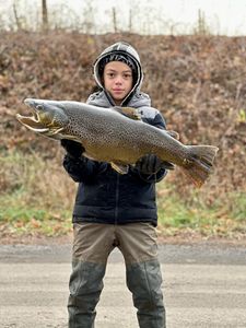 A lone rainbow trout, 29 inches long, caught while fishing in NY