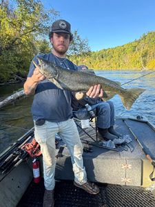 Chinook salmon fishing in MI