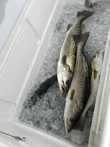 Two spotted weakfish caught in NC