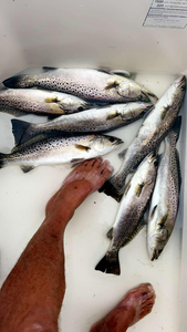 Six spotted weakfish caught while fishing in Wanchese