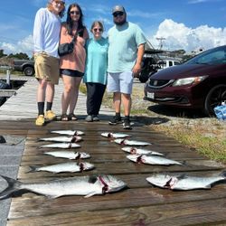 4 bluefish caught by 4 people in NC