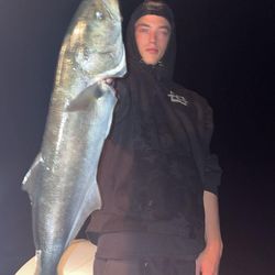Bluefish caught in NC while fishing