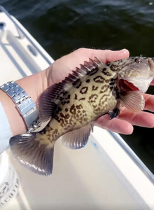 Gag Grouper caught while fishing in Wanchese