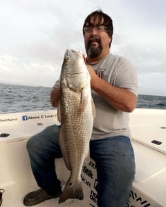 Redfish caught in Wanchese during fishing and hunting