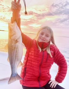 Striped bass caught by fisherman in Wanchese
