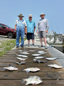 Reeled in a big catch of Grey Triggerfish with heavy tackle and light tackle!