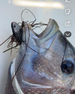 Wanchese fishing adventure