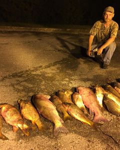 Buffalo and carp stack!