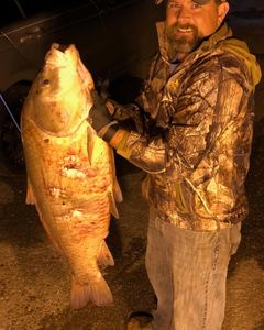 Giant buffalo catch!