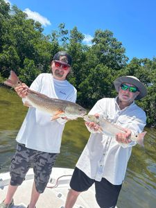 Two redfish caught while fishing in Tampa