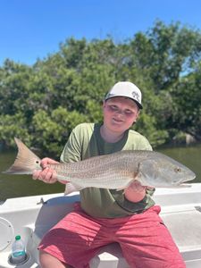 Redfish caught while fishing in Tampa