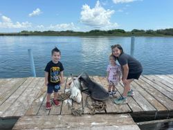 Blacktip sharks caught fishing on wooden dock in Corpus Christi TX