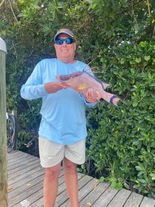 Hogfish: A prized catch in St. Pete water!