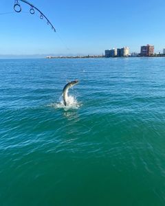 Explore St. Pete's rich fishing grounds.