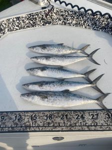 4 Spanish mackerel fish caught in Bay Pines