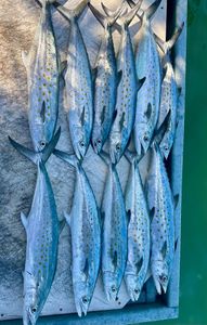 6 Spanish Mackerel fish caught at Bay Pines