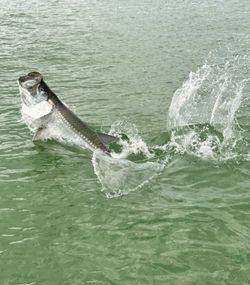 Tarpon caught in FL