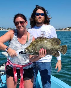 A tripletail fish caught in the Bay Pines area