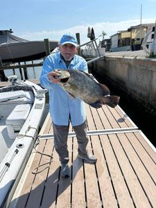 Tripletail fish caught by angler in Florida