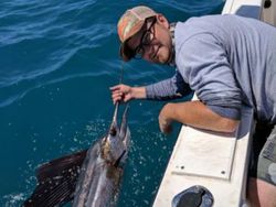 Angler catching Atlantic Sailfish in Port Orange