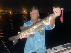 Reel them in. Snook at the end of the day!