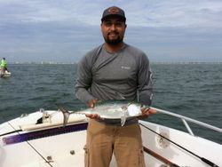Little Tunny fish caught fishing in FL