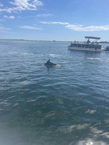 Dolphin surfacing near tour boat in clear blue waters at Fort Walton Beach FL